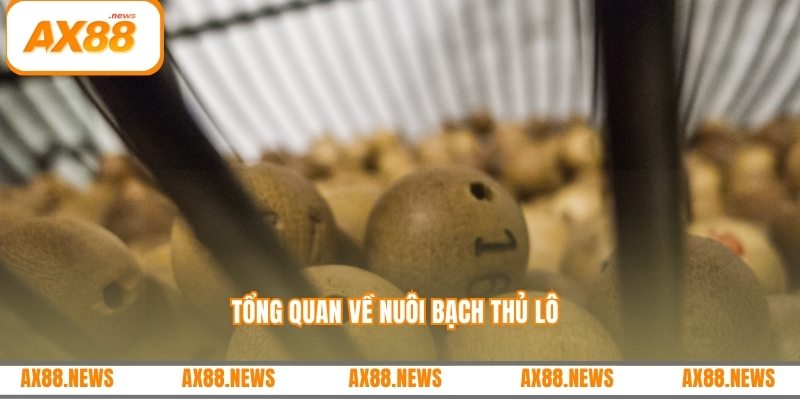 Tổng quan về nuôi bạch thủ lô